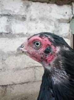 hen