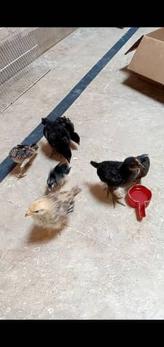 7 chicks for sale