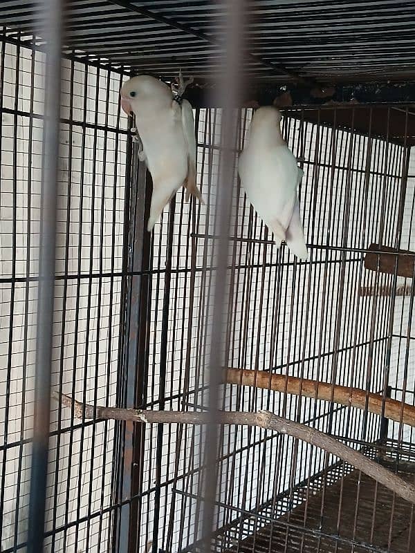 common lutino & Ablino Black Eye  Breeder pair Jamboo Size 3