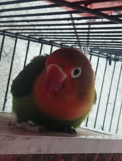 breeder lovebird fisheri for sale 0