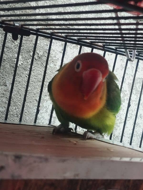 breeder lovebird fisheri for sale 1