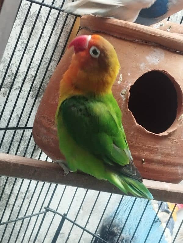 breeder lovebird fisheri for sale 2