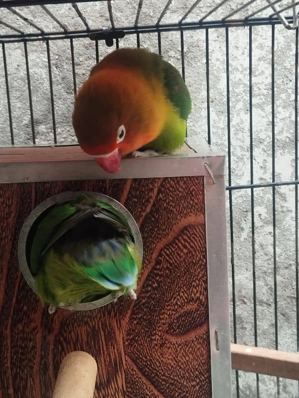 breeder lovebird fisheri for sale 3