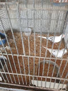 pied dove breeder pair for sale