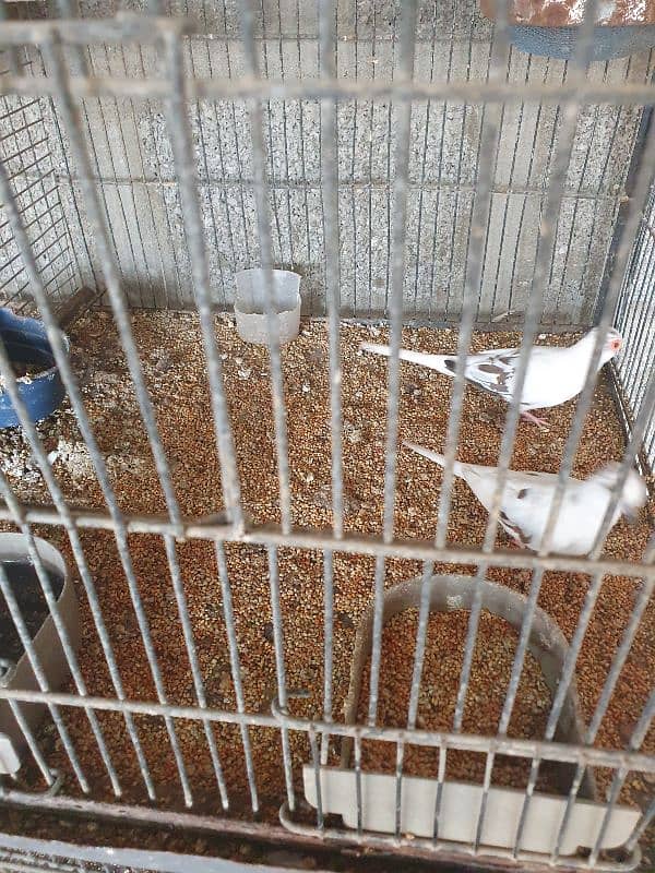 pied dove breeder pair for sale 0