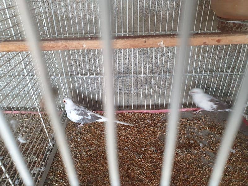 pied dove breeder pair for sale 2