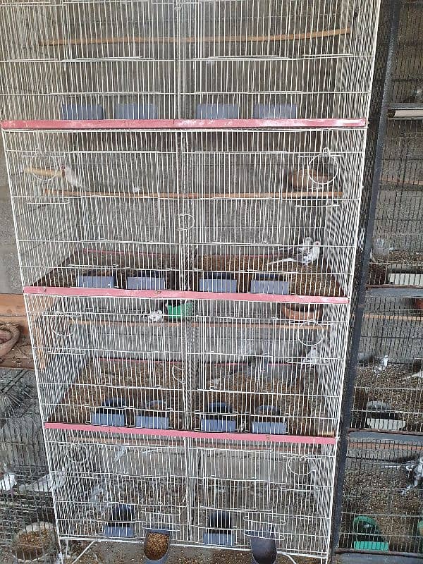 pied dove breeder pair for sale 3