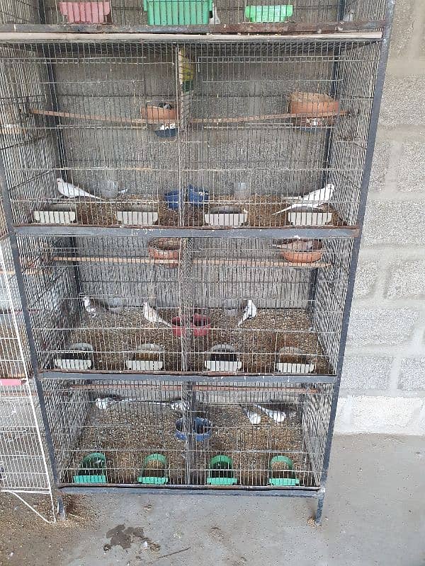 pied dove breeder pair for sale 4