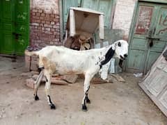 goni lailpuri bakri for sale 03052593845