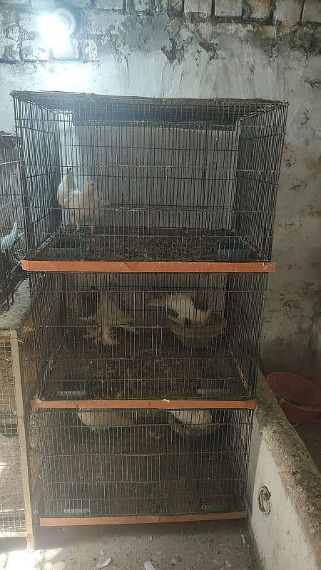 pegions and cages all setup for sale 9