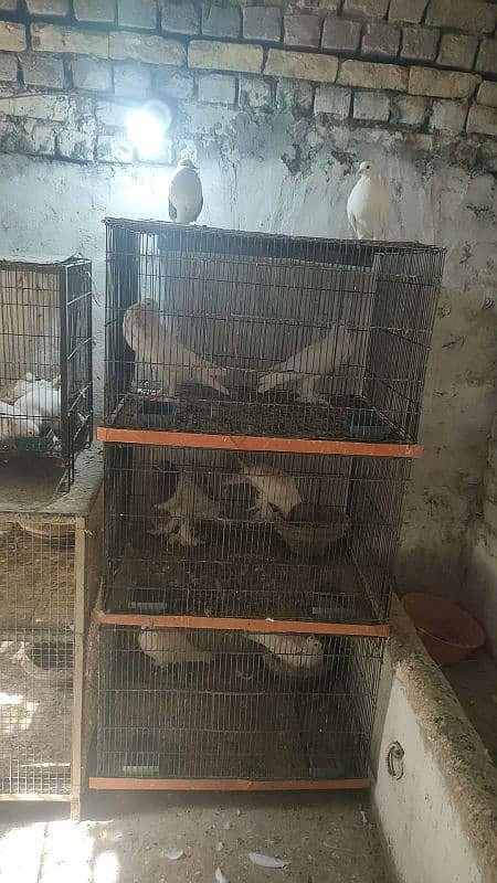 pegions and cages all setup for sale 10