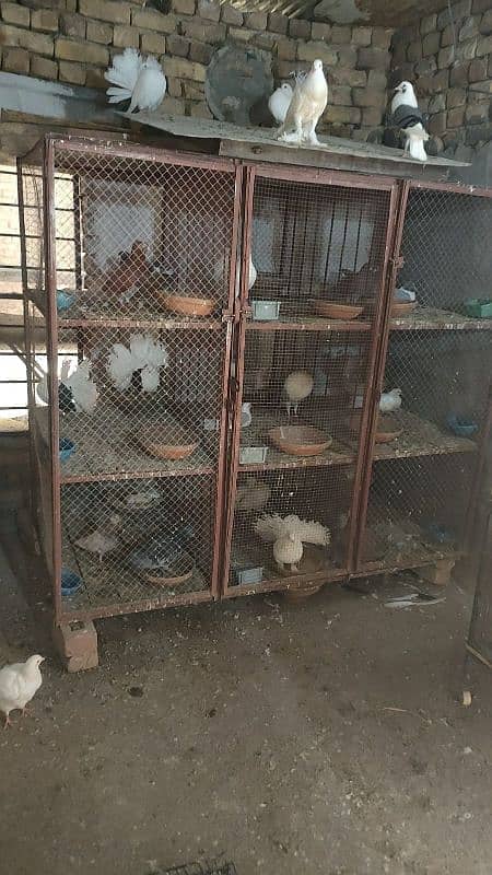 pegions and cages all setup for sale 13