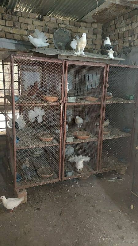 pegions and cages all setup for sale 14