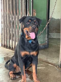 rottweiler