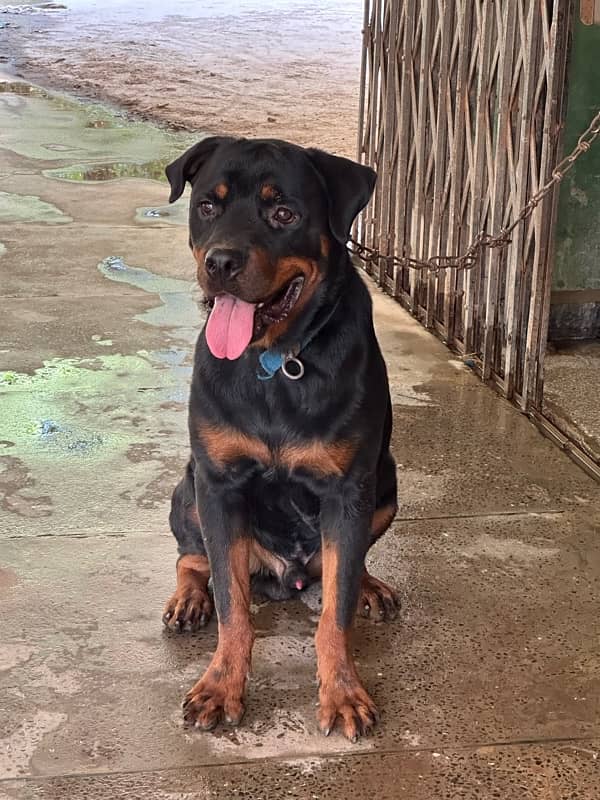 rottweiler 1