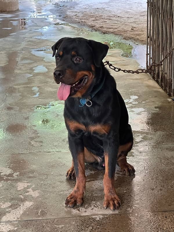 rottweiler 2