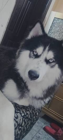 Husky male for sale