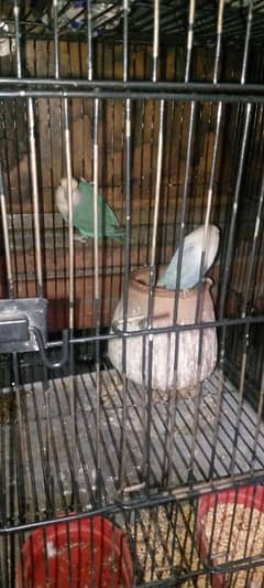 love birds pairs with Cage 3male birds &2 female03244742260 per rabata