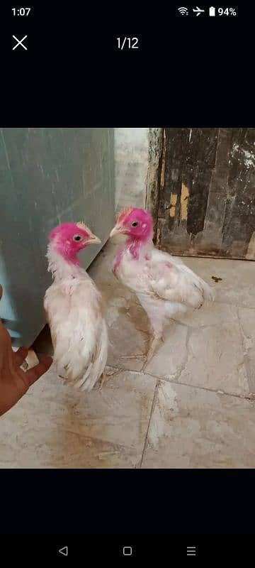 3 Chooza hai 2 male 1 misri female for sale 1