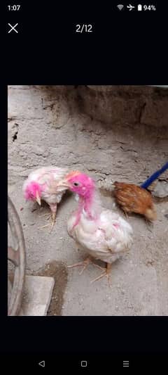 3 Chooza hai 2 male 1 misri female for sale 0