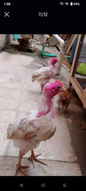 3 Chooza hai 2 male 1 misri female for sale 3