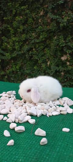 Holland lop bunny punched face red eye