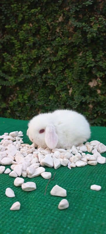 Holland lop bunnies/punch face 10