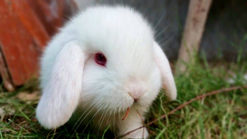 Holland lop bunnies/punch face 7