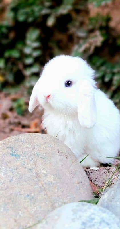 Holland lop bunnies/punch face 1