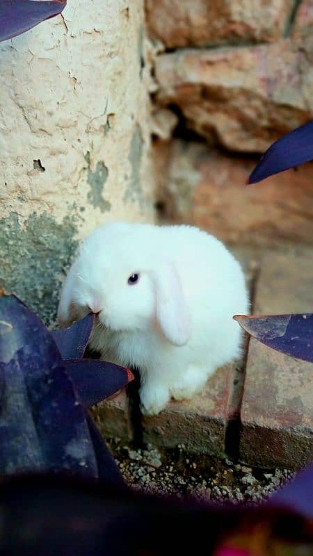 Holland lop bunnies/punch face 5