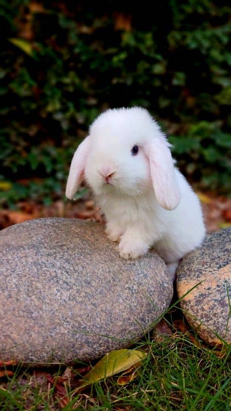 Holland lop bunnies/punch face 9