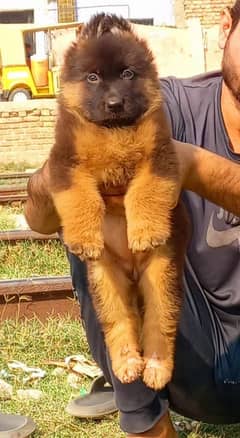 German shepherd proper long coat 2 month age for sale