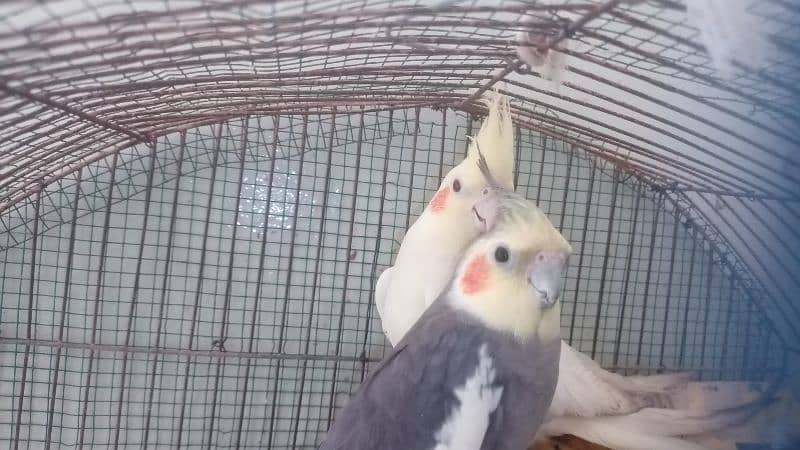 TAMED COCKATIEL PARROT FOR SALE 0