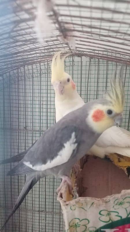 TAMED COCKATIEL PARROT FOR SALE 1