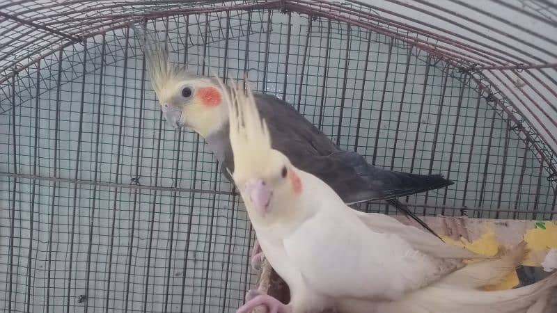 TAMED COCKATIEL PARROT FOR SALE 2