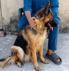 German shepherd breeder female available for sale