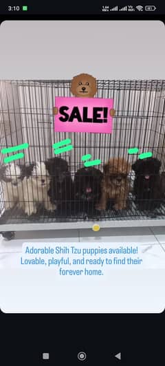 shihtzu puppies showline