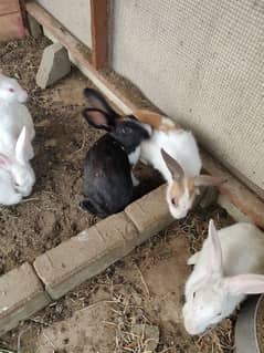 red eyes rabbits available 0