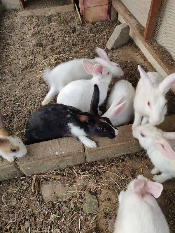 red eyes rabbits available 1