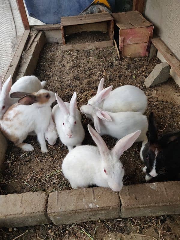 red eyes rabbits available 2