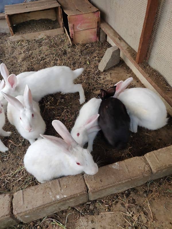 red eyes rabbits available 3