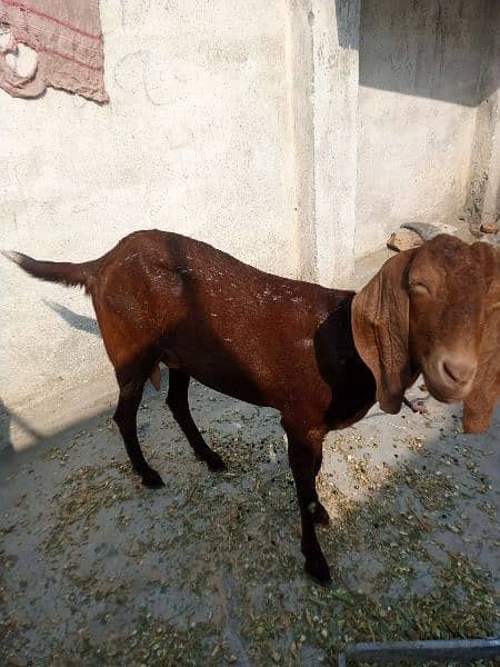 bakri goat chale 1