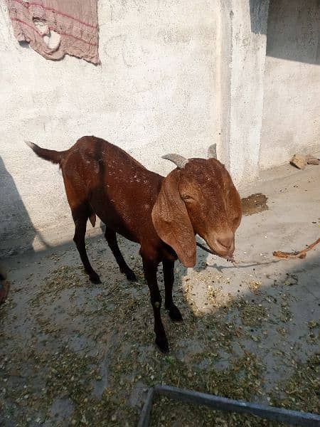 bakri goat chale 3