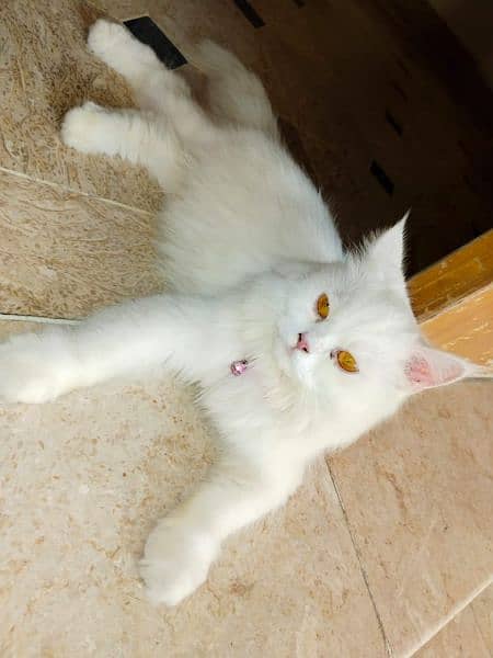 Persian cats  for sale 0