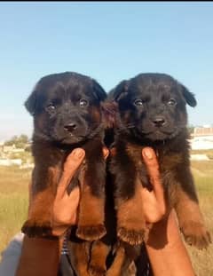 German shepherd long coat pair 2 month for sale