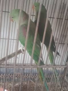 raw parrot piar