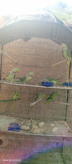 Raw parrots