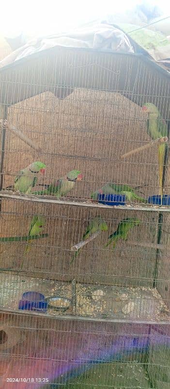 Raw parrots 0