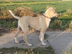 Anatolian shepherd