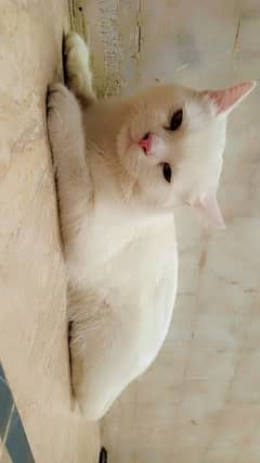 white persion Cat with different eyes